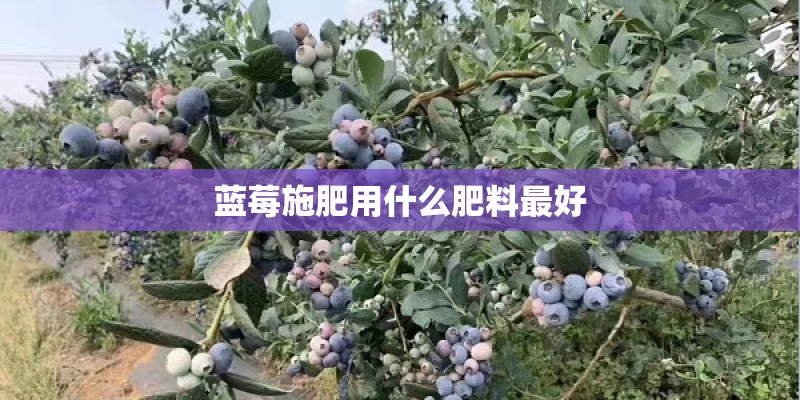 蓝莓施肥用什么肥料最好