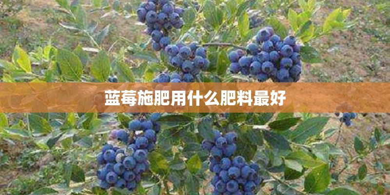 蓝莓施肥用什么肥料最好